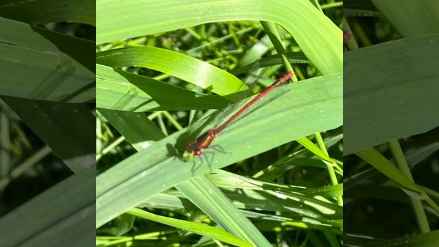 Fauna on Durrow Leafy Loop Walk смотреть онлайн
