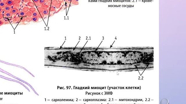 Гладкая мышечная ткань. Иннервация. Строение. ( часть 3 ) смотреть онлайн