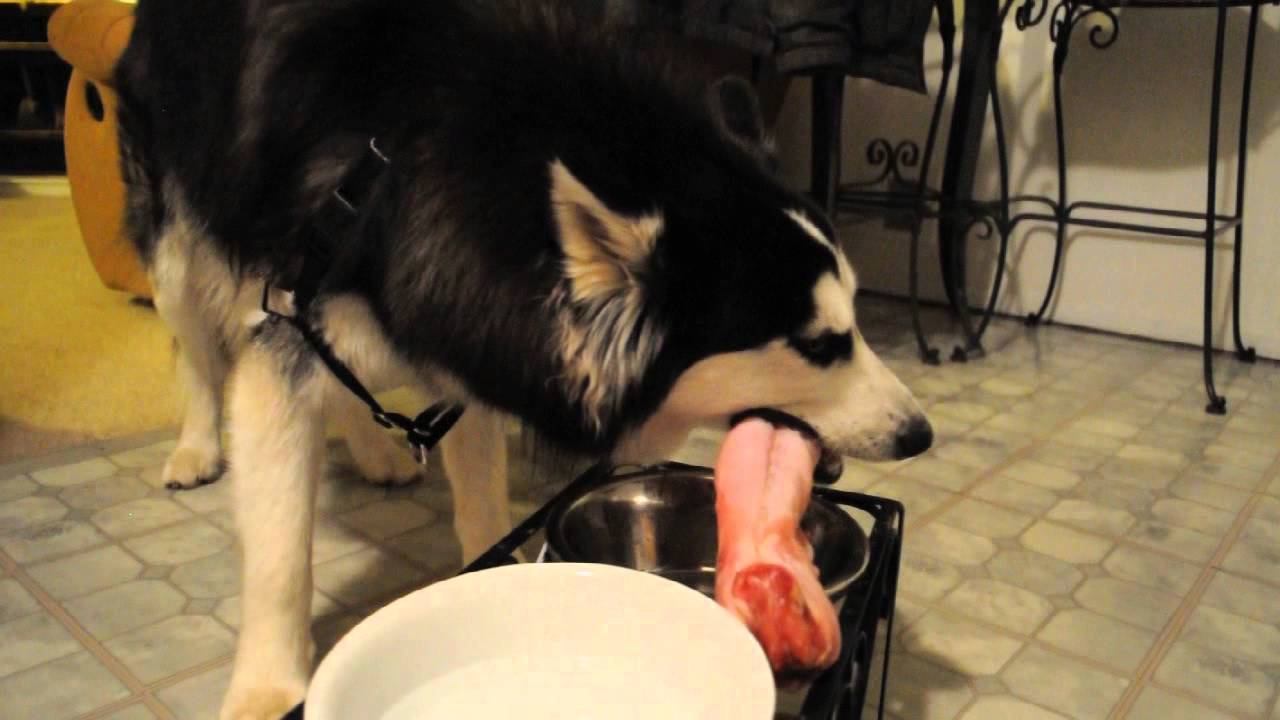 Prey Model Raw Diet - Siberian Husky - First Rabbit смотреть онлайн
