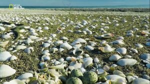 Дикая природа России 2 сезон 2 серия (документальный сериал, 2018)