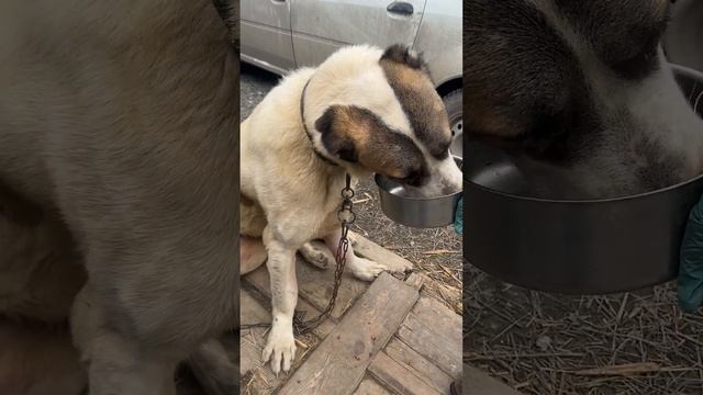 Как мы даем таблетки гигантской собаке 😲 смотреть онлайн