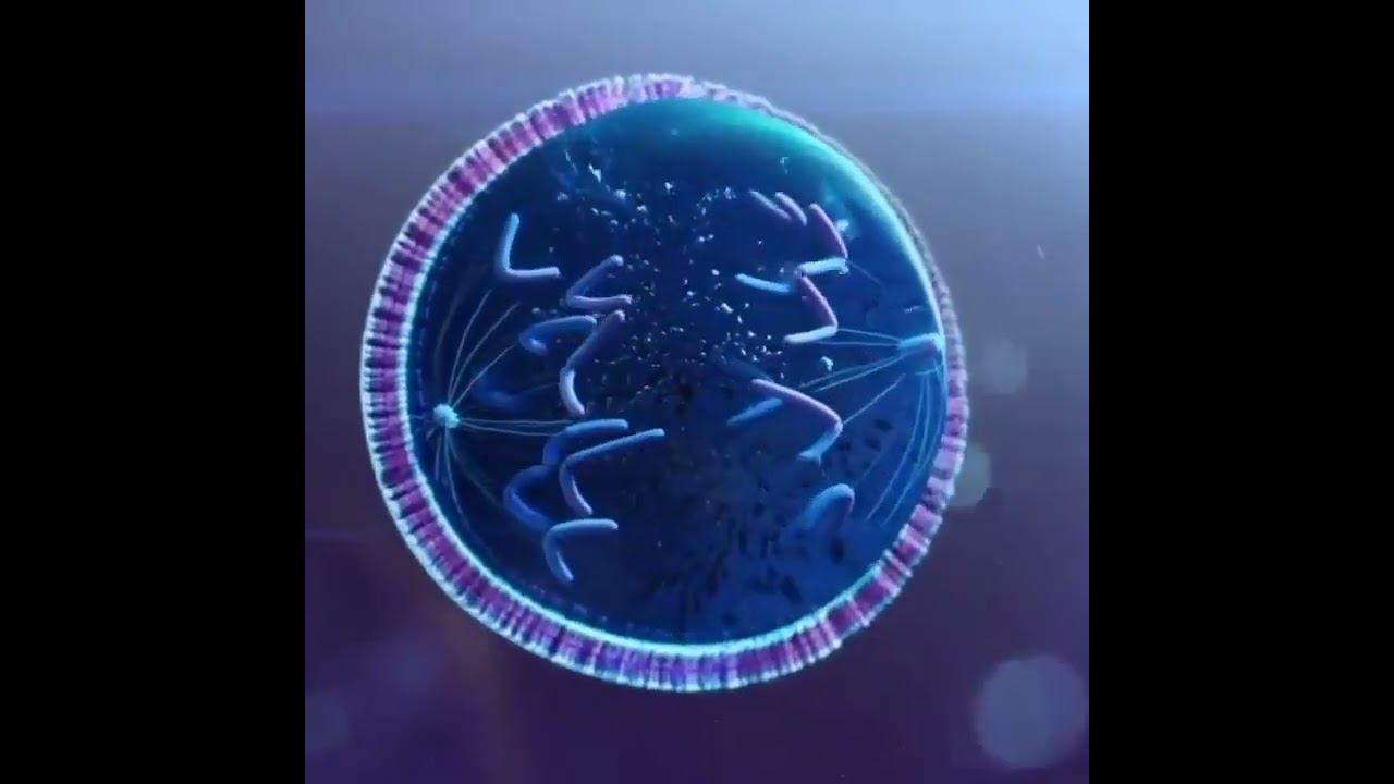 Cell Division #Short video.. смотреть онлайн