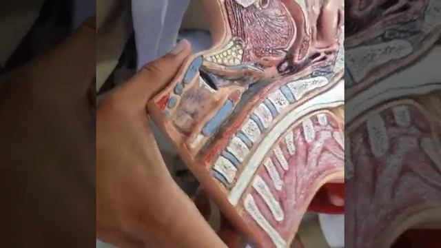 Gross Anatomy | Nose and pharynx | PHARYNX | part 3 смотреть онлайн