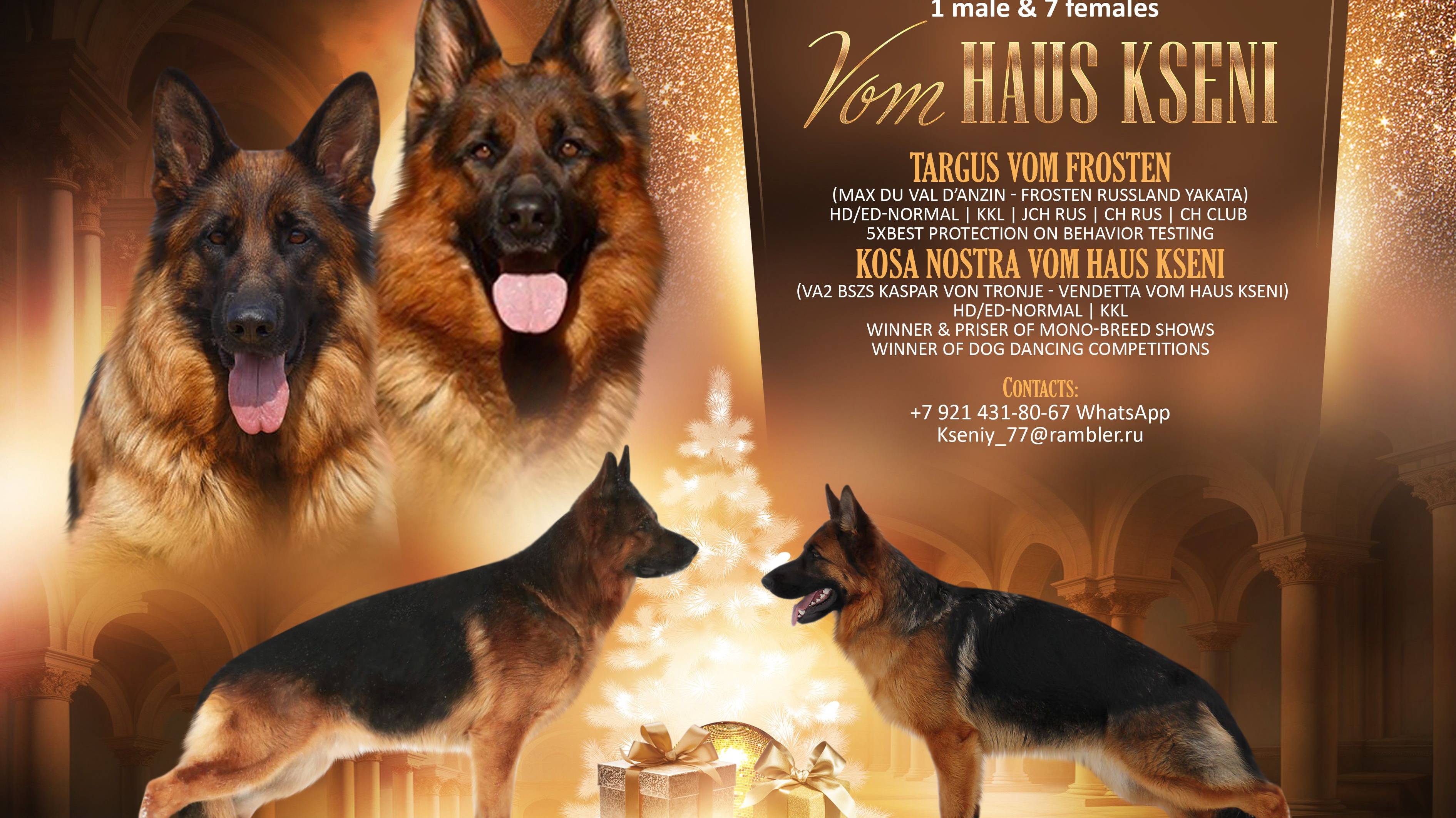 VOM HAUS KSENI - Щенки 2024