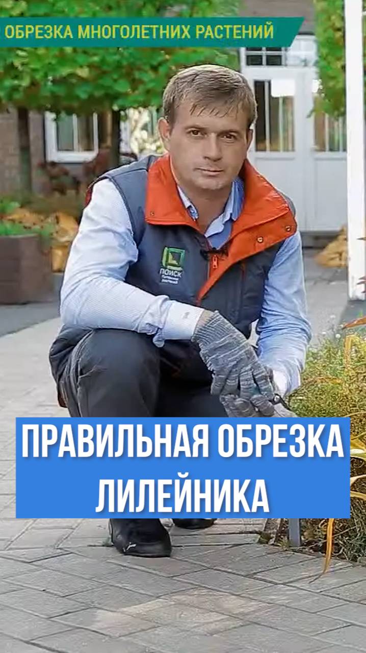 ВОТ ТАК ПРАВИЛЬНО обрезать лилейник осенью.