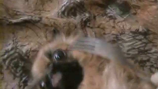 видеоконкурс смотреть онлайн