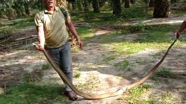KING COBRA Socpindo labura yang di temukan warga sekitar di areal perkebunan scopindo смотреть онлайн