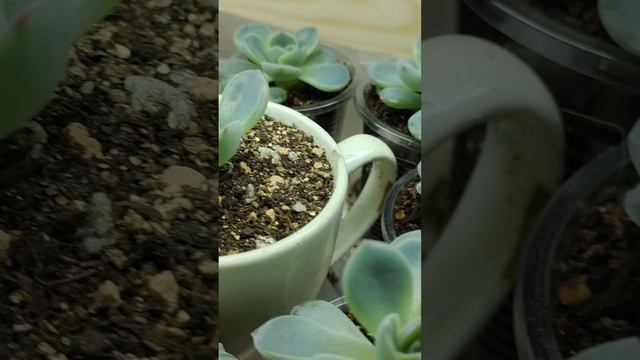 Эхеверия? красотка!