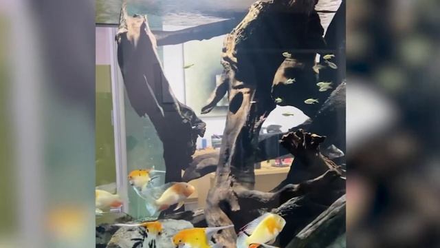 Aquarium Design Group tour смотреть онлайн