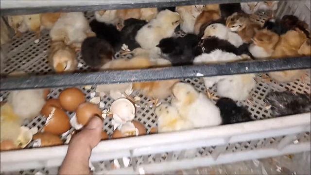 Lohmann Brown chicks hatching xm26 egg incubtor 100% result show смотреть онлайн