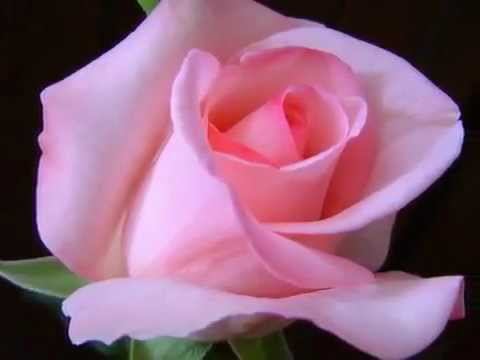 Медитация Балансировка чакр. Анахата_4.wmv смотреть онлайн