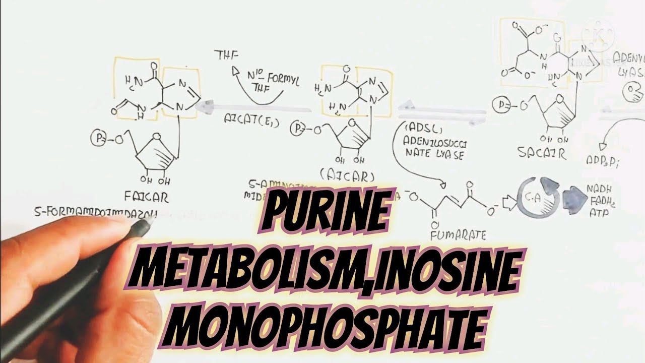 Purine Metabolism/Inosine Monophosphate(imp)/Biosynthesis Of Purine @umerfarooqbiology7083 смотреть онлайн