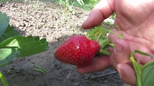 Сорт клубники "Азия"