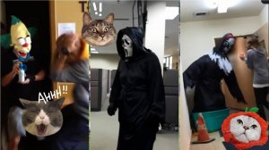 😅Собаки и Кошки😅Смешные Моменты Домашних Животных 😅 Смешные Собаки и Коты😅 Прикольные Собаки😅