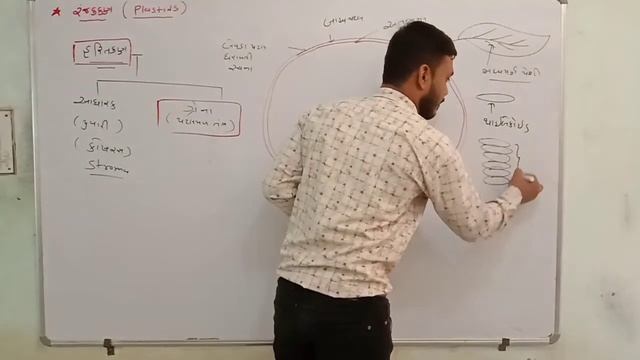 Plastid//chloroplast//NCERT//STD 11//CHAPTER 8 смотреть онлайн