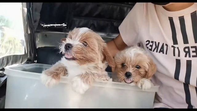 5in1 Vaccine for Puppies || VLog #88 смотреть онлайн