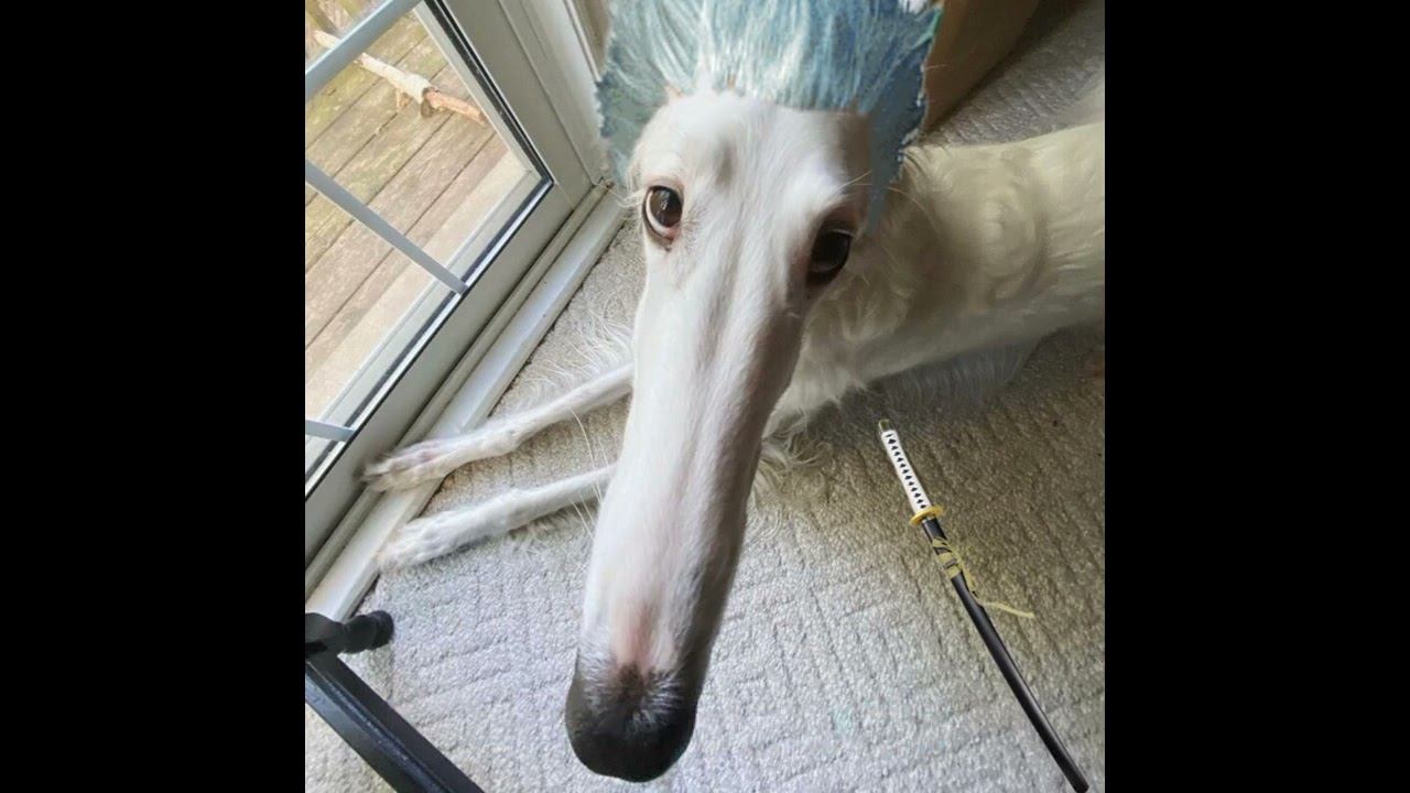 I am the storm that is APPROACHING!!! But it's a Borzoi смотреть онлайн