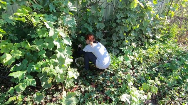 Виноград смотреть онлайн