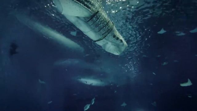 The world's first bionic whale shark appears in Shanghai Ocean Park / 全球首个仿生鲸鲨震撼亮相上海海昌海洋公园！ смотреть онлайн