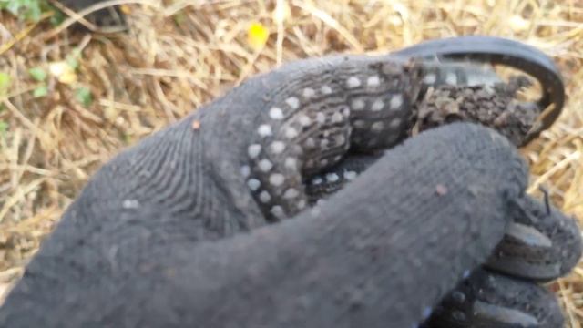 Долгожданный выезд! Поиск монет с Whites Spectra V3i. #4