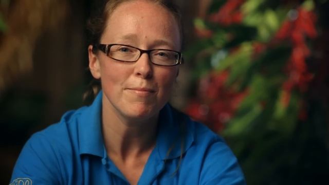 Mandrill's Son Crosses the Line with Dad's Girlfriend | The Secret Life of The Zoo | Nature Bites смотреть онлайн