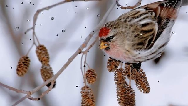 Зимний марафон пичуг смотреть онлайн