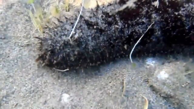 Holoturia, Pepino de mar negro, Sea cucumbers (Holothuria forskali) смотреть онлайн