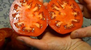 Томат Бугай F2. Тест спелых плодов №2.