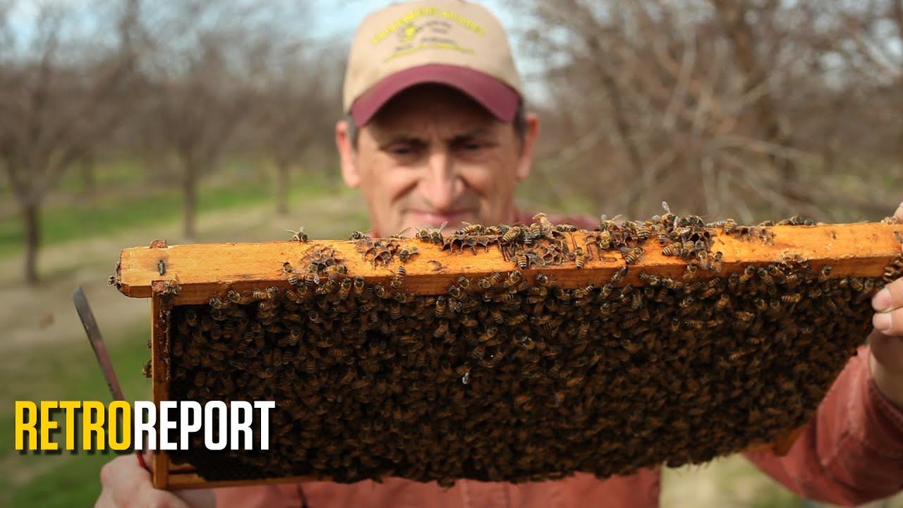 Bees: Colony Collapse Disorder Is More Complicated Than You'd Think | Retro Report смотреть онлайн