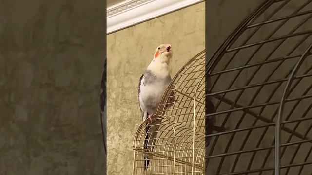 Попугай #корелла Кеша смешно зевает 🥱 смотреть онлайн