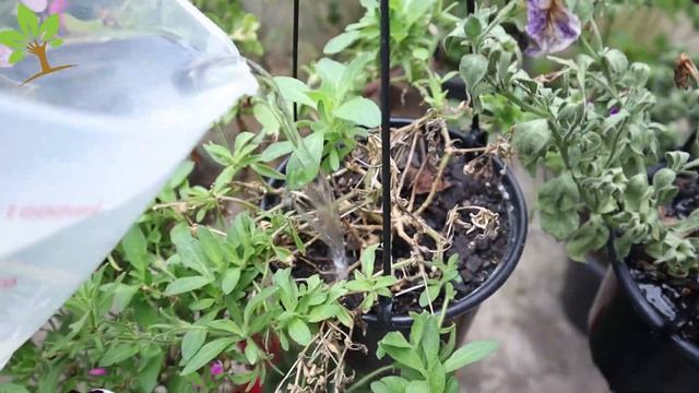 APENAS 1 COLHER FAZ EXPLODIR DE TANTO CRESCER (QUALQUER PLANTA) смотреть онлайн