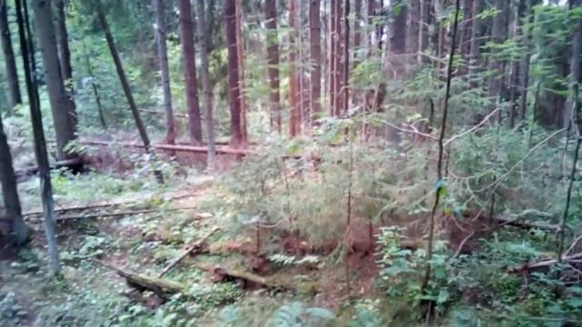 Летние прогулки по бывшей деревне Ахиярви, южная оконечность которой именовалась Метсякюля. смотреть онлайн