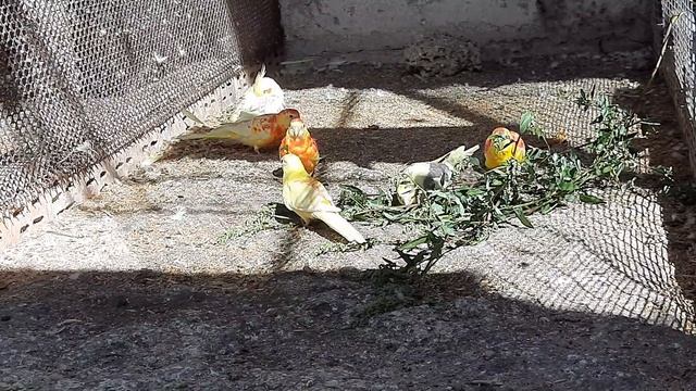 Певчие попугаи взрослые и молодежь пробуют траву. смотреть онлайн