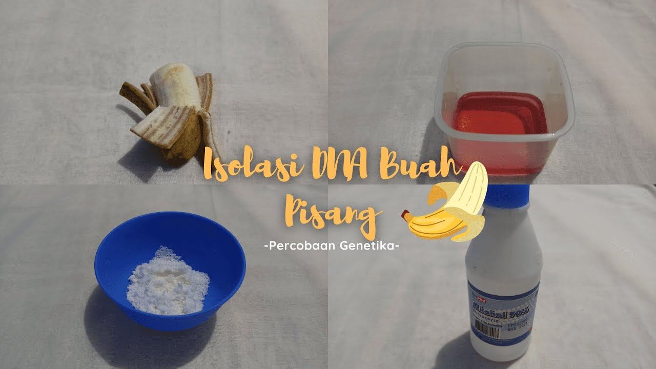 PERCOBAAN GENETIKA ISOLASI DNA BUAH PISANG (BIOLOGI) ll Fahdiana Nur Inayatur Rohmah смотреть онлайн