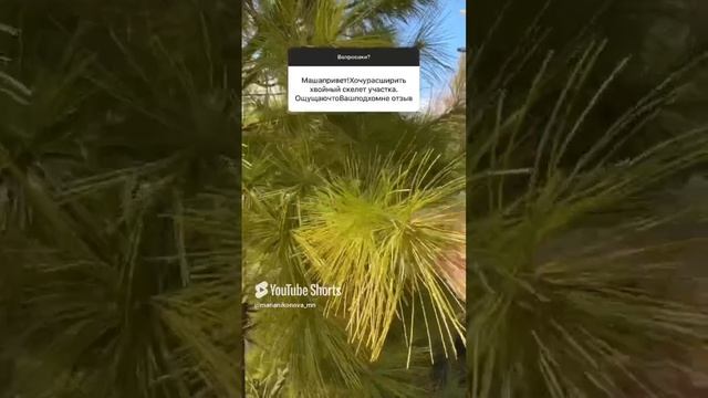 Про хвойные на участке. смотреть онлайн