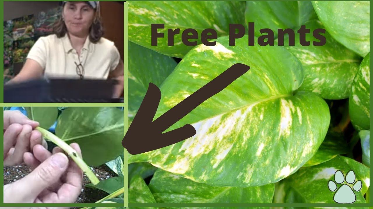 Part 1 How to Get Free Plants From Your Existing Houseplants - Pothos - Philodendron- Plectranthu смотреть онлайн