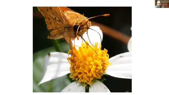 LOVGC January 2022 Community Program: Beneficial Insects смотреть онлайн