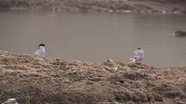 Sterne de rivière (Sterna aurantia) River Tern смотреть онлайн