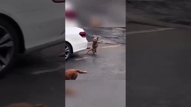 Котики🔥 смотреть онлайн