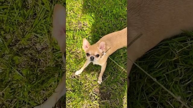 #собака #моялюбовь #мойпитомец #милашка #dance #монако #солнцевмонако #моника_аджами #топ смотреть онлайн