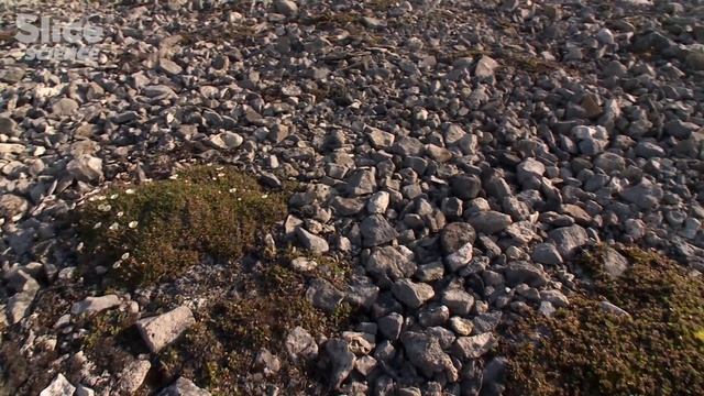 How do micro-organisms Thrive in the Coldest Environments on Earth? | SLICE SCIENCE смотреть онлайн
