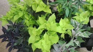 Почему пропадает ипомея батат зимой. Как сохранить ипомею до весны в домашних условиях.