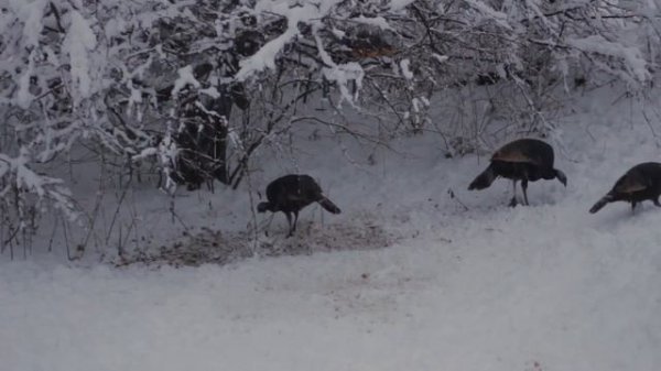 От метели дикой сердце мое рвется Ведьма вьюга злая, за спиной смеется