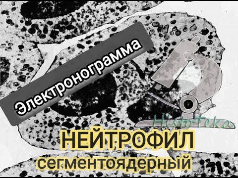 НЕЙТРОФИЛ (электронограмма) смотреть онлайн