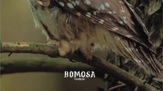 Mario Chimena. Les joies de la fauna d'Andorra. #AndorraSantJordiacasa смотреть онлайн