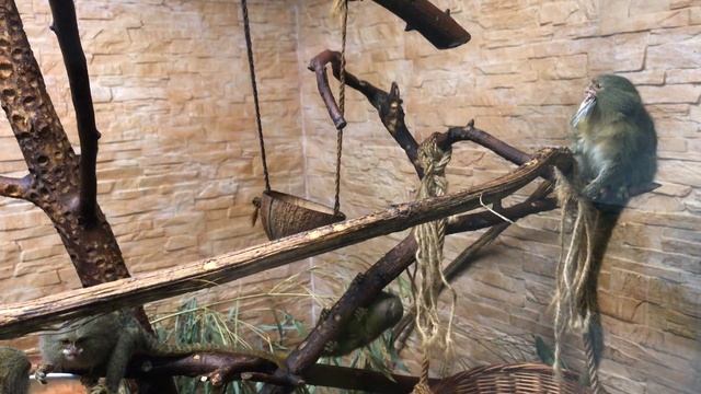 ZOO Bojnice - najmilšia opička - TAMARÍN смотреть онлайн