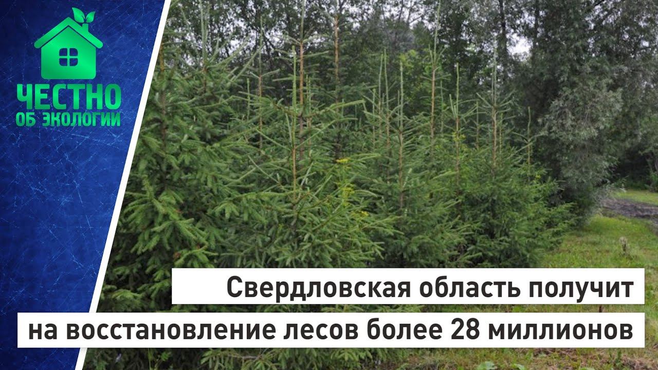 Свердловская область получит на восстановление лесов более 28 миллионов рублей. смотреть онлайн