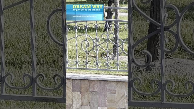 Суслики в Самарканде #dreamway #путешествие #travel #отдых #туризм #shortsvideo #shorts #Узбекистан смотреть онлайн