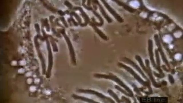 Bitki Hücersinde Mitoz Hücre Bölünmesi смотреть онлайн