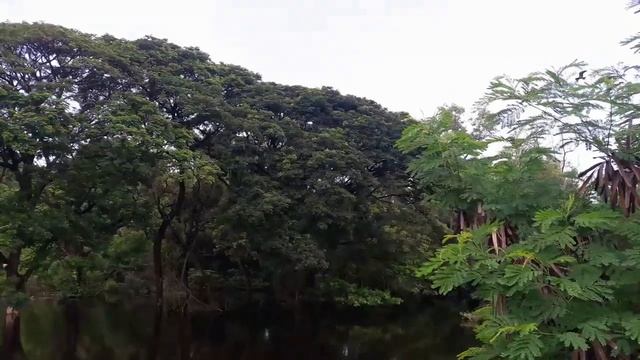 Chirping of Birds I Uran I Maharashtra I India смотреть онлайн